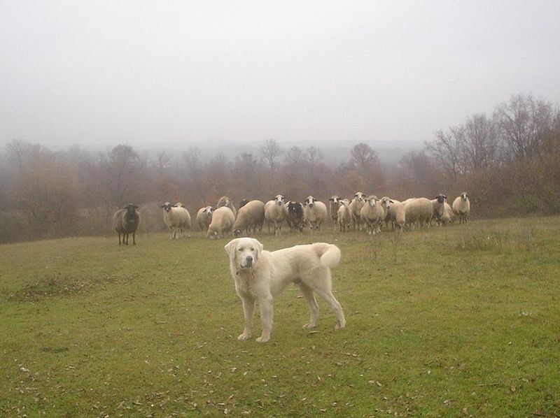 cane da guardiania