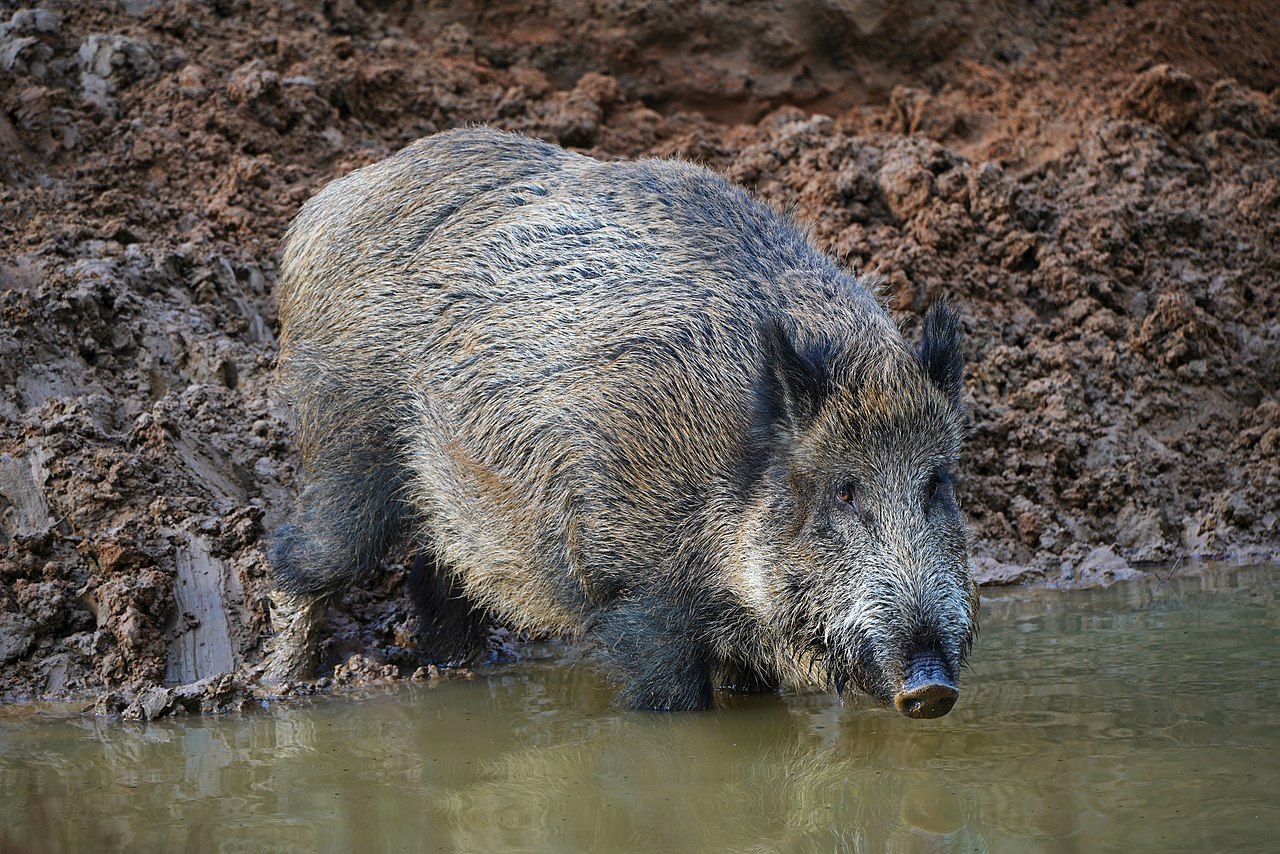 Foto di un esemplare di cinghiale