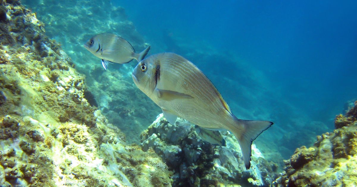 orata, unipd, ricerca, genoma