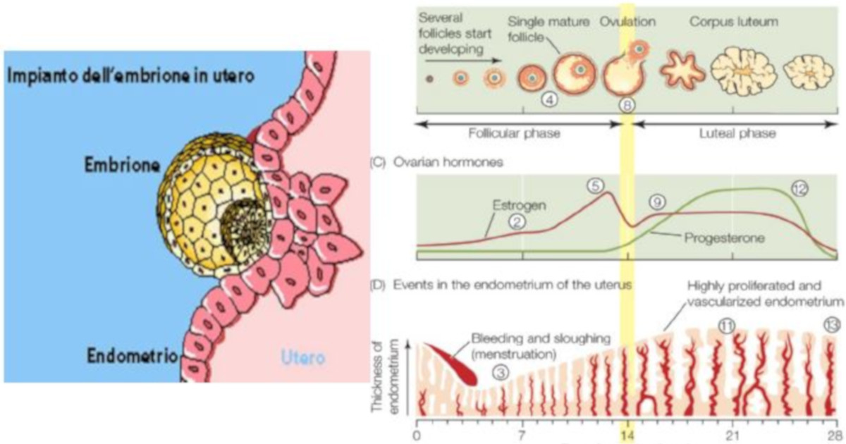 Endometrio