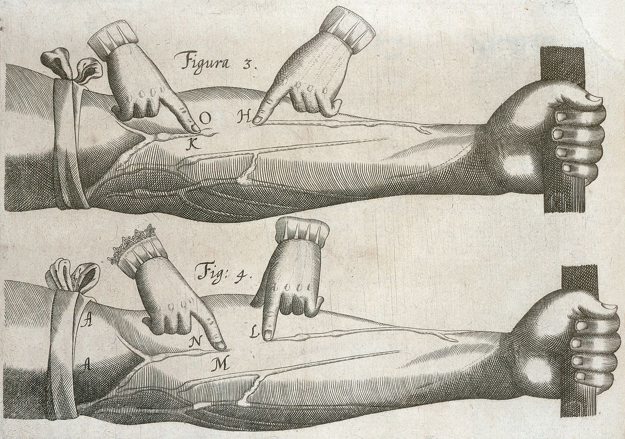 Exercitatio anatomica