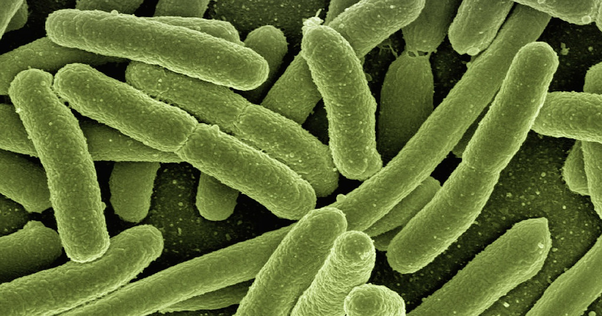 escherichia coli