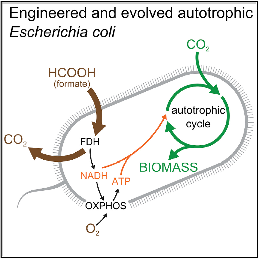 E coli