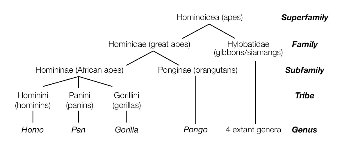 Hominoidea