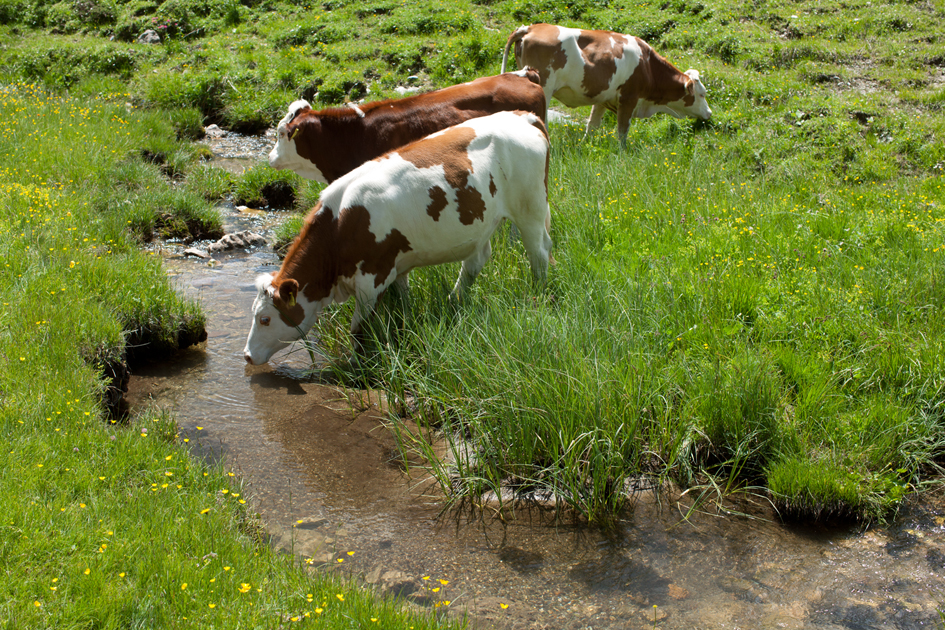 La Piave alla sorgente