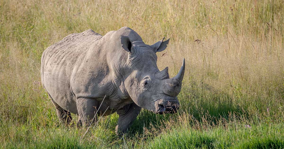 white rhino