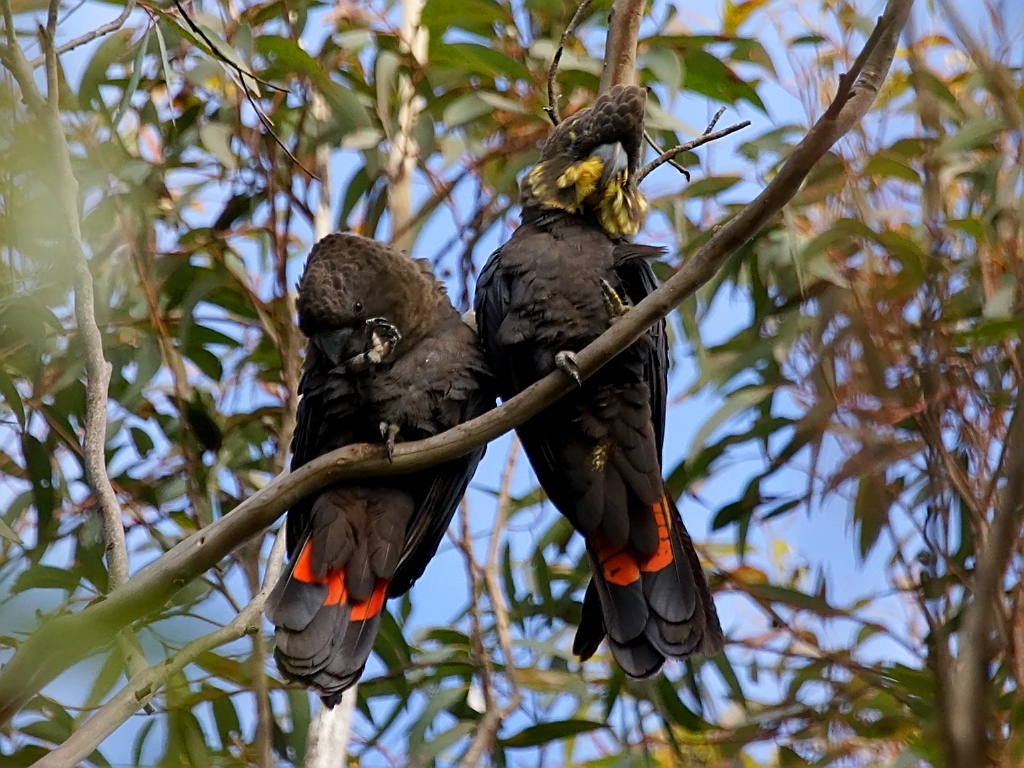 cacatua nero lucente