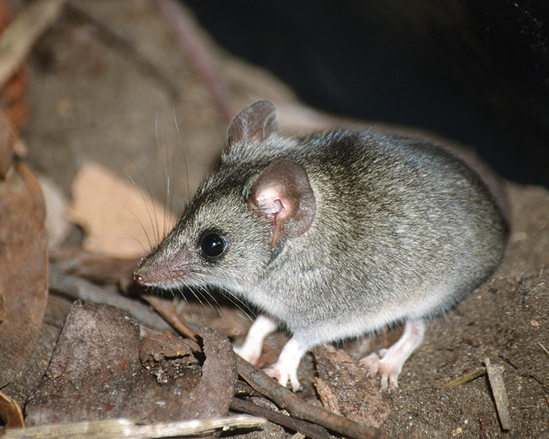 kangaroo island dunnart