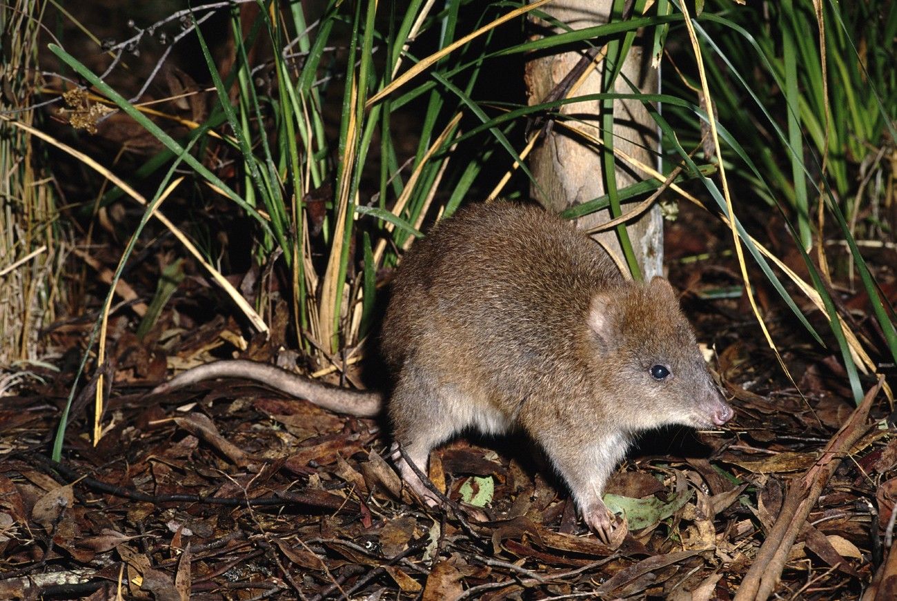 potoroo longiper