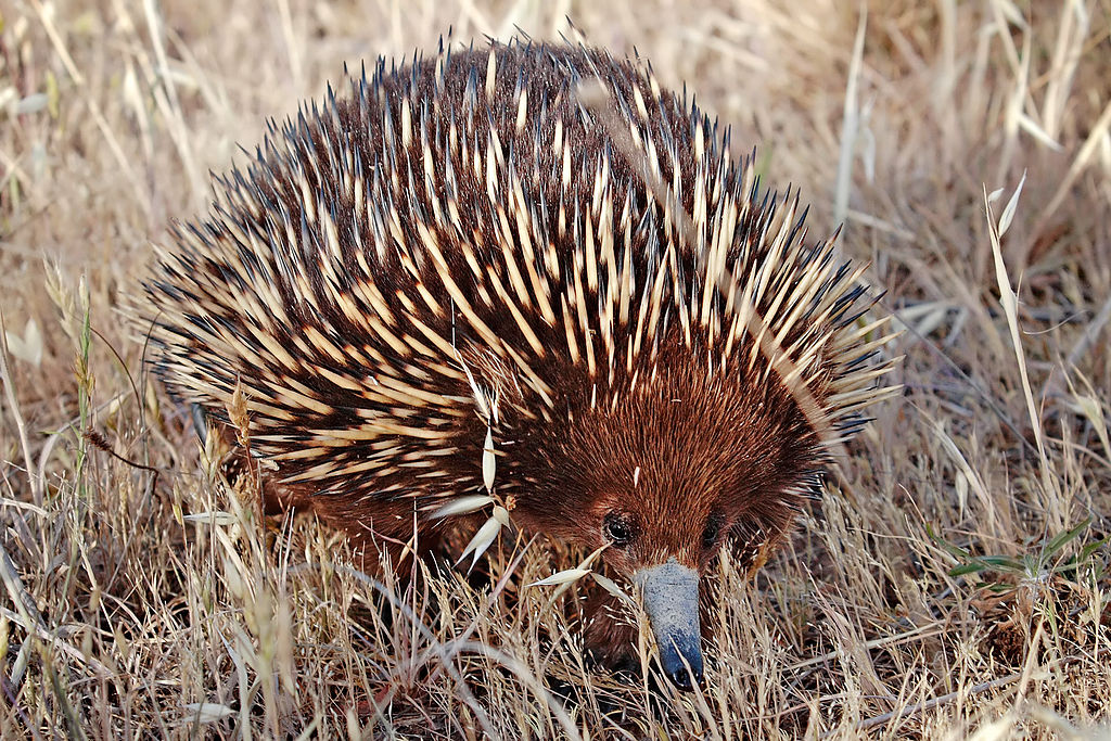 wild shortbeak echidna