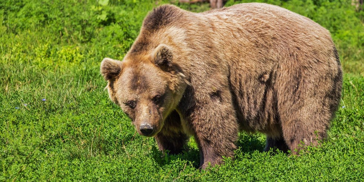 orso bruno