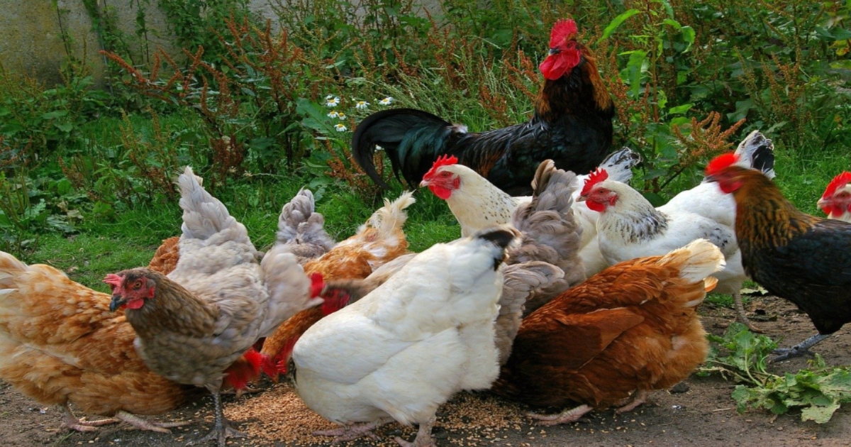 Domesticazione, galline