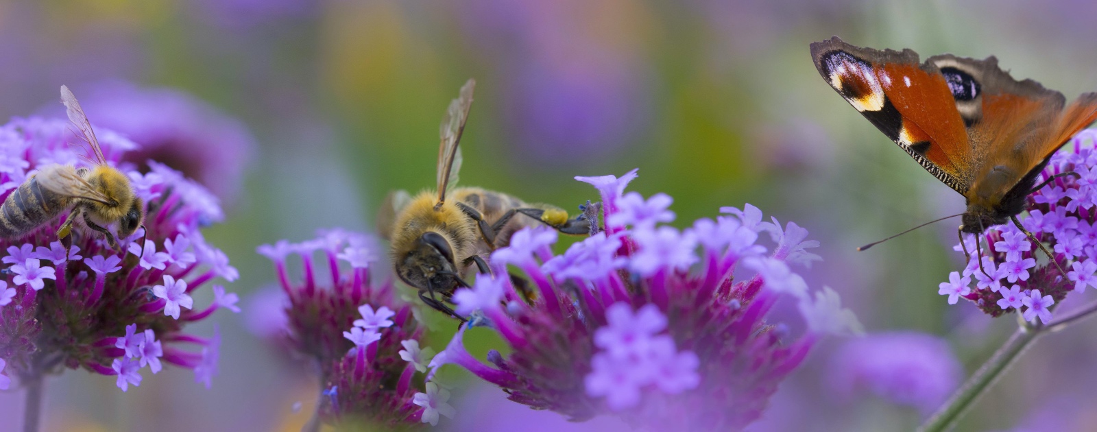 impollinatori e angiosperme 