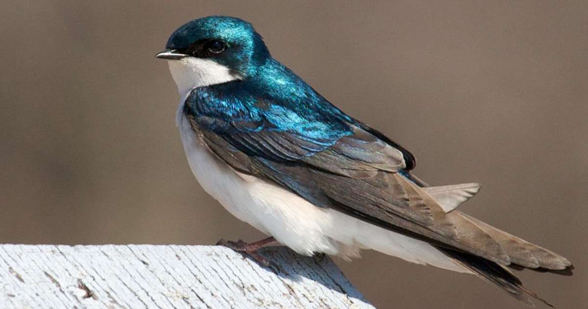 Tachycineta bicolor