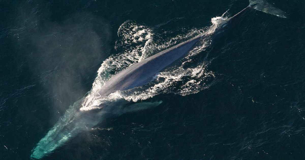 Un esemplare di balenottera azzurra