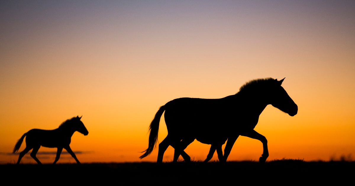 Cavalli di Przewalski