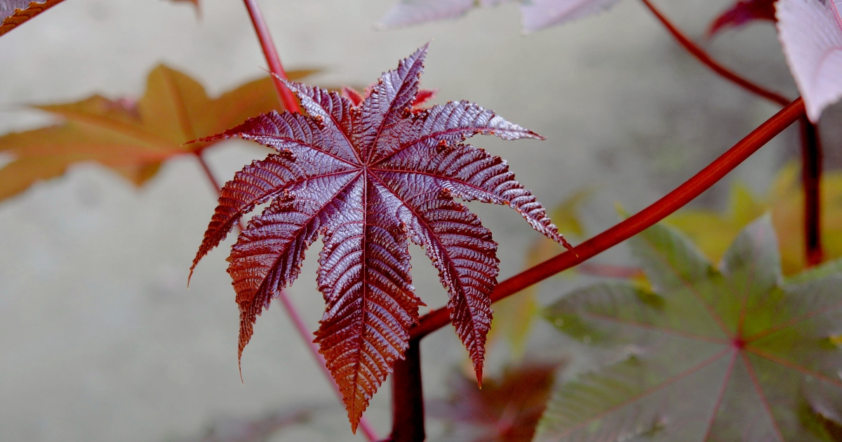 Ricino, foto dall'Orto Botanico di Padova