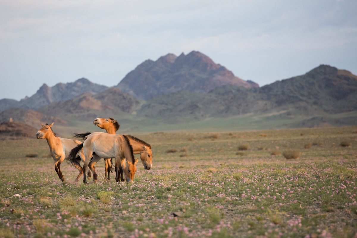 Cavalli di Przewalski