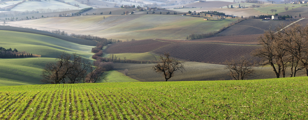 Le vigne marchigiane