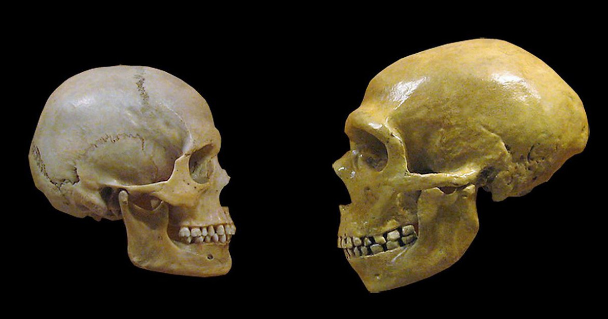 sapiens e neanderthal