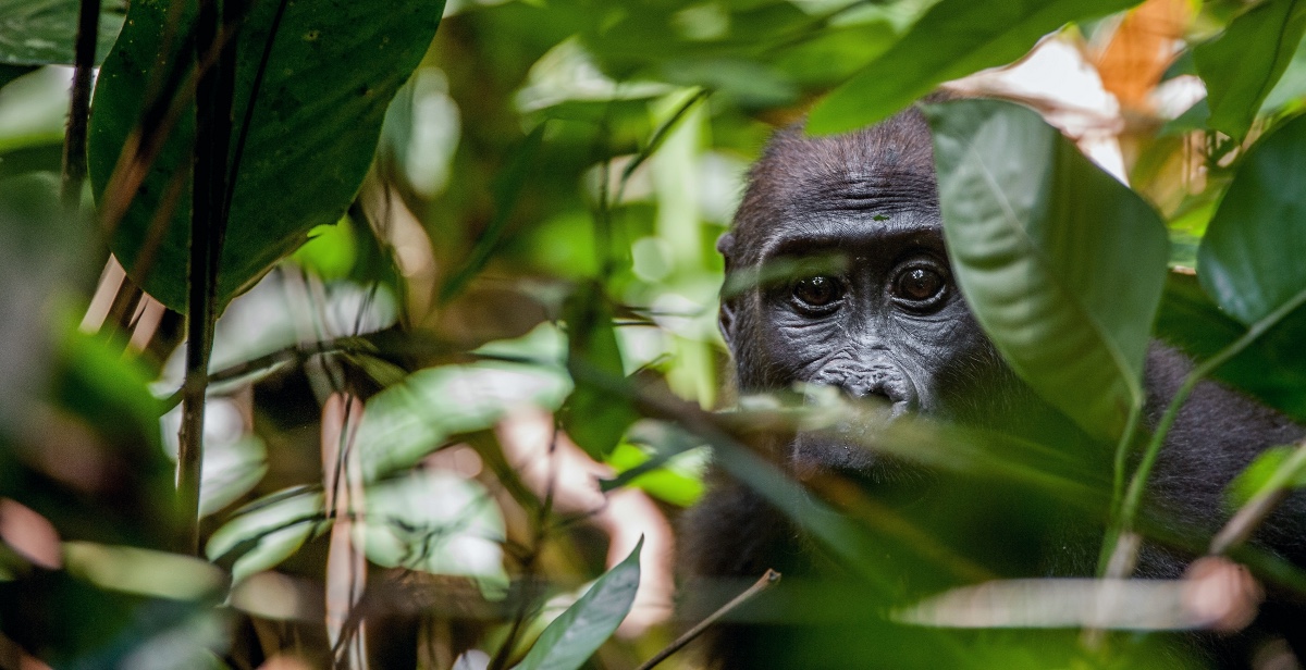 foresta del Congo