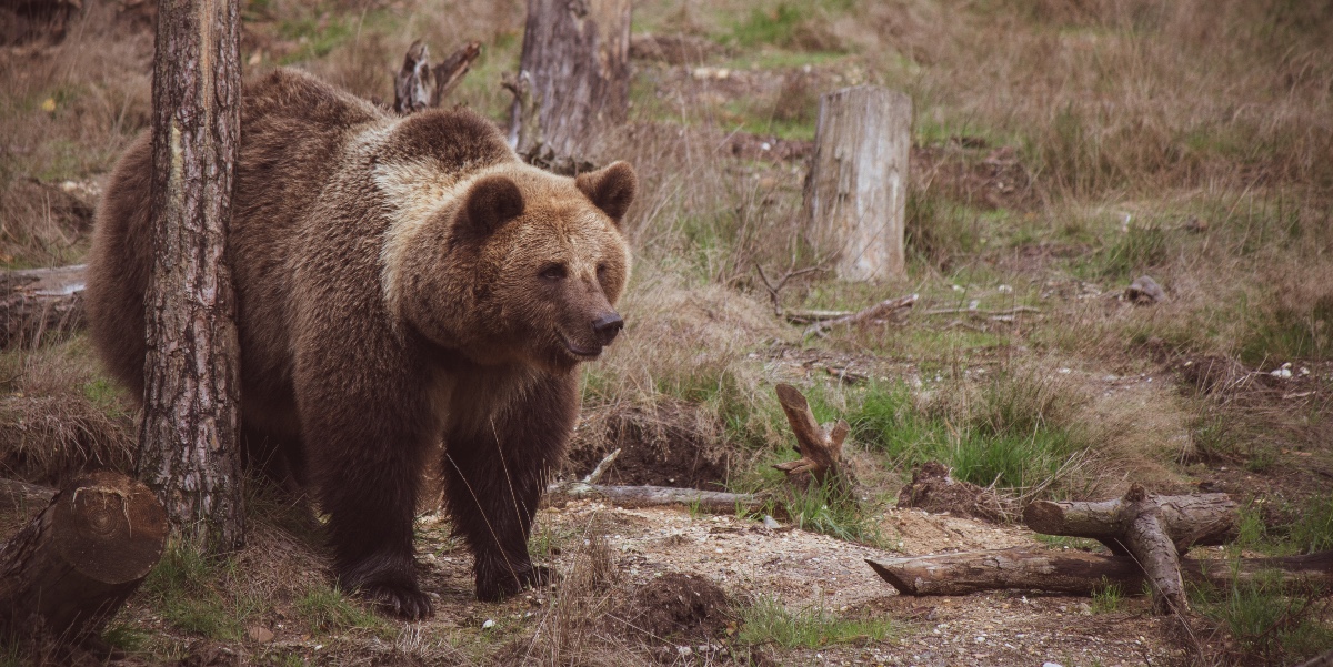 orso