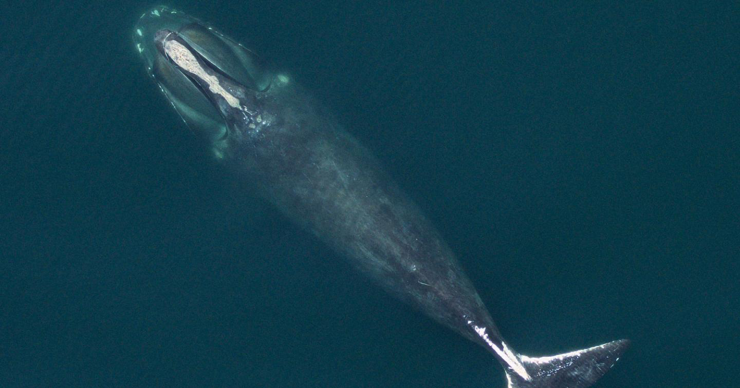 Un esemplare di Eubalaena glacialis