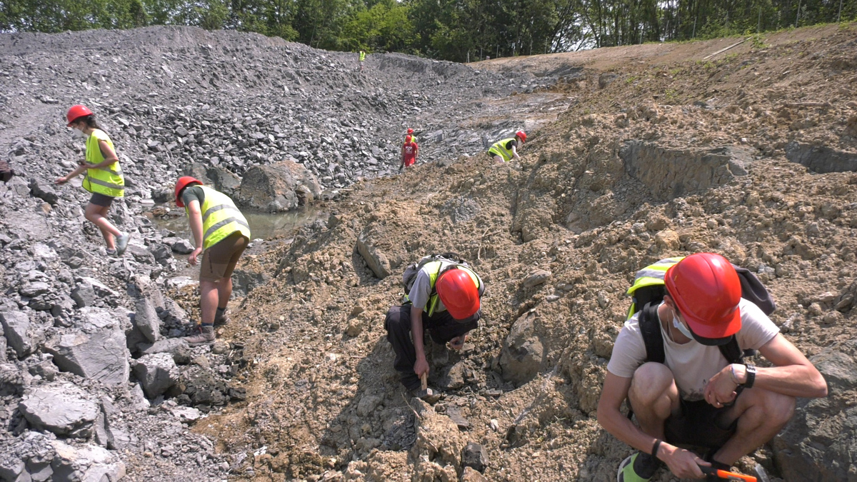 attività di ricerca fossili