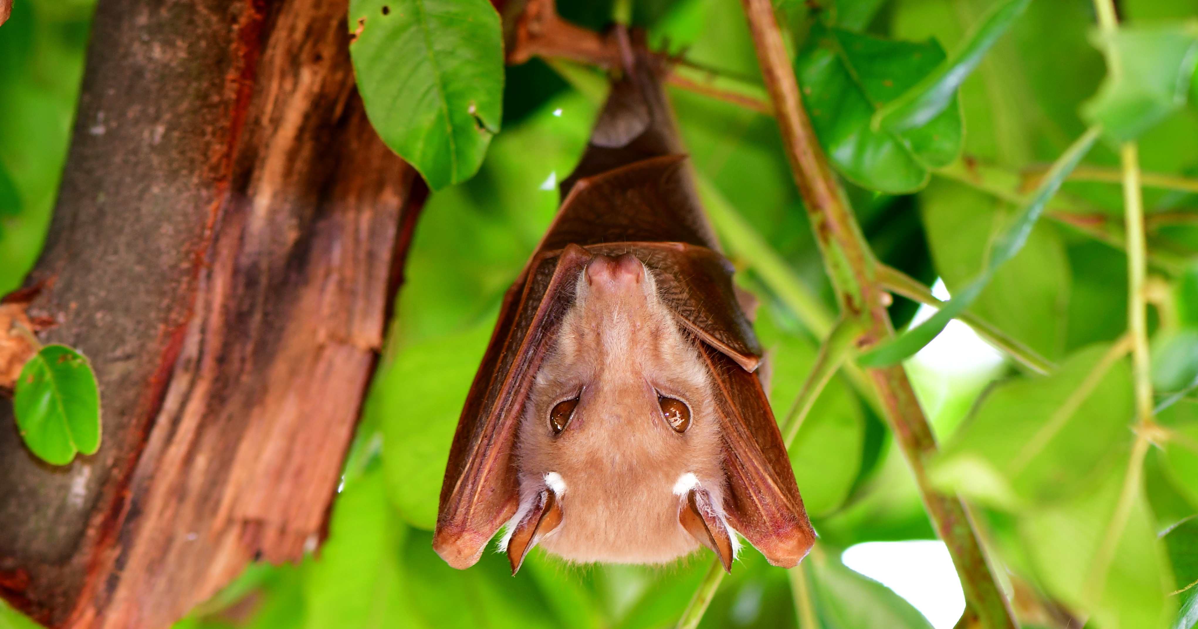 pipistrello della frutta