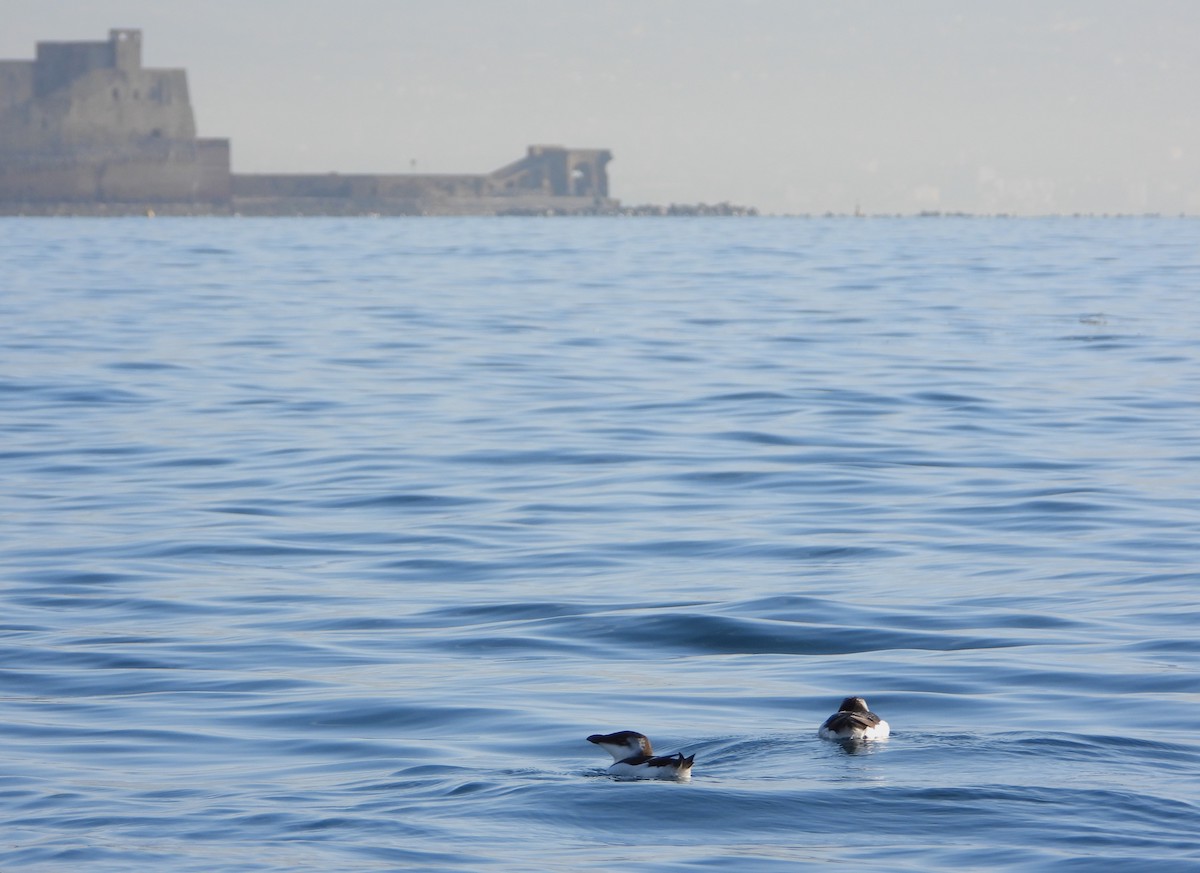 Gazza marina, foto di Rosario Balestrieri, Stazione Zoologica Anton Dohrn di Napoli