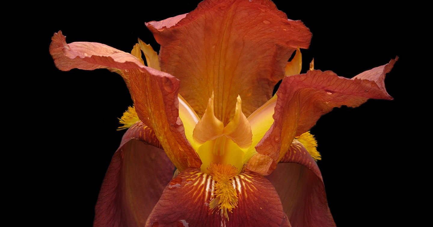 iris