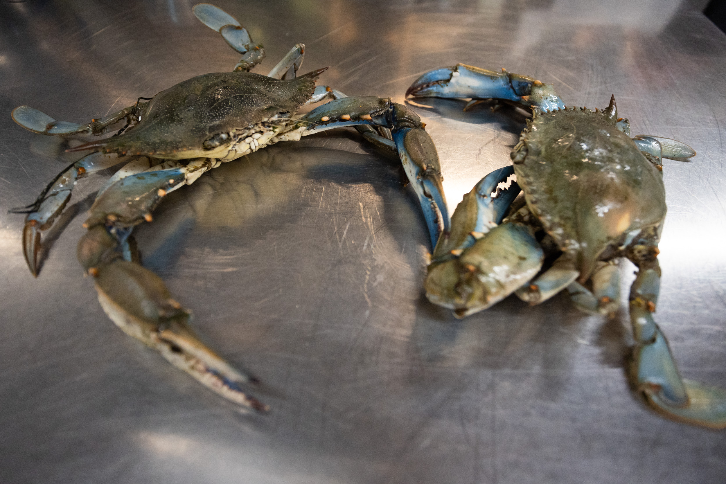 Il granchio blu nella cucina di Venissa. Foto: Massimo Pistore