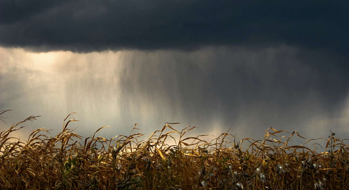 tempesta grano