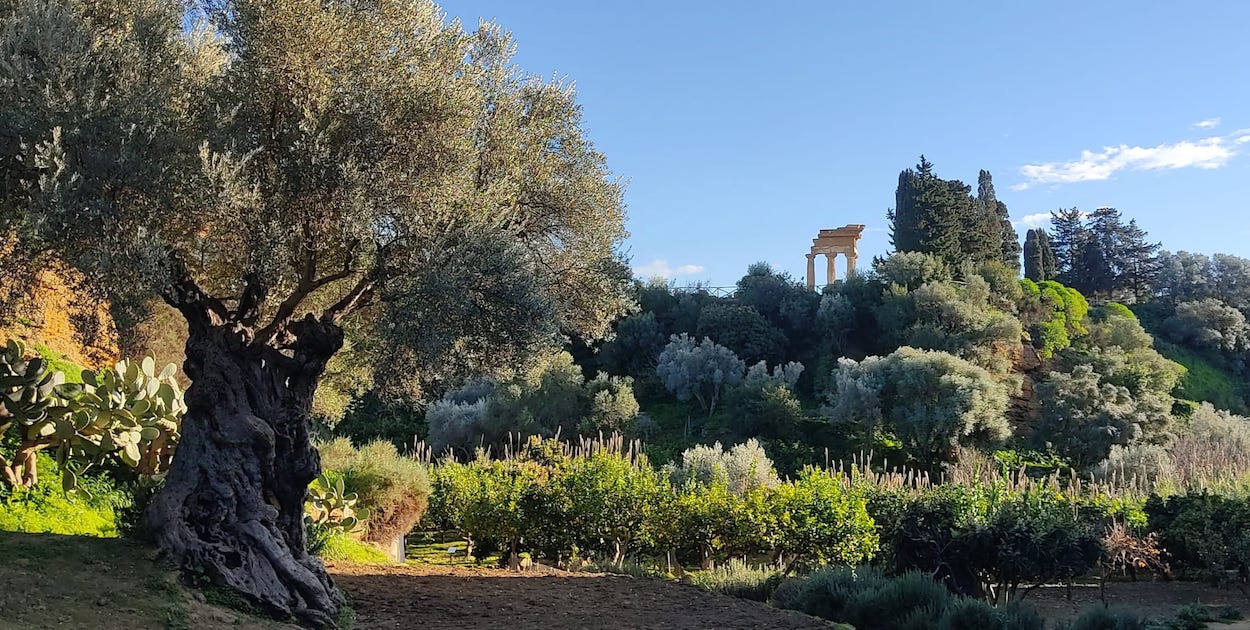 paesaggio con grande albero 