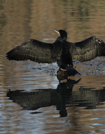 Cormorano che si asciuga le ali nel Sile di Quinto di Treviso. Foto di Michele Zanetti