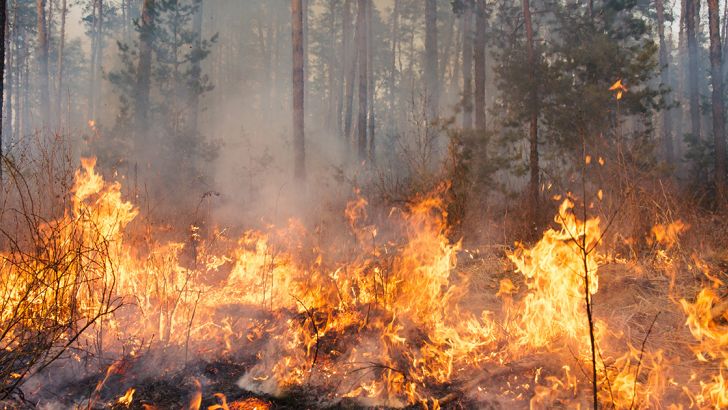 incendi boschivi