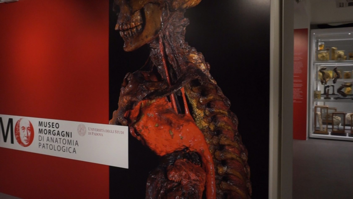 Museo_Anatomia