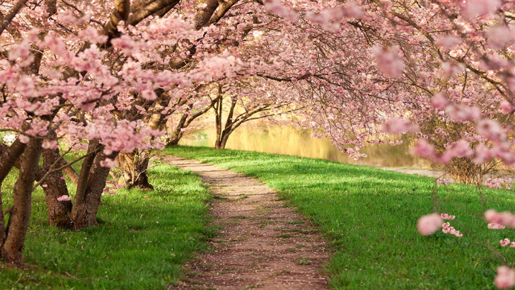 primavera alberi in fiore