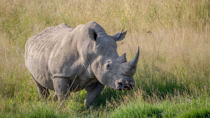 white rhino