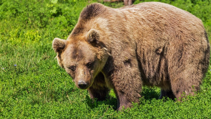 orso bruno