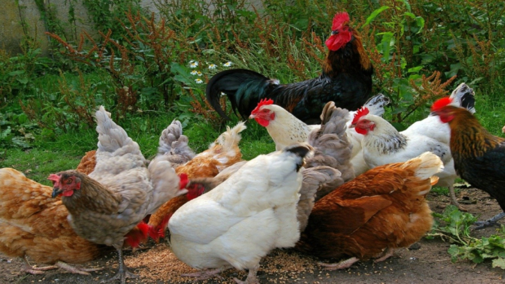 Domesticazione, galline