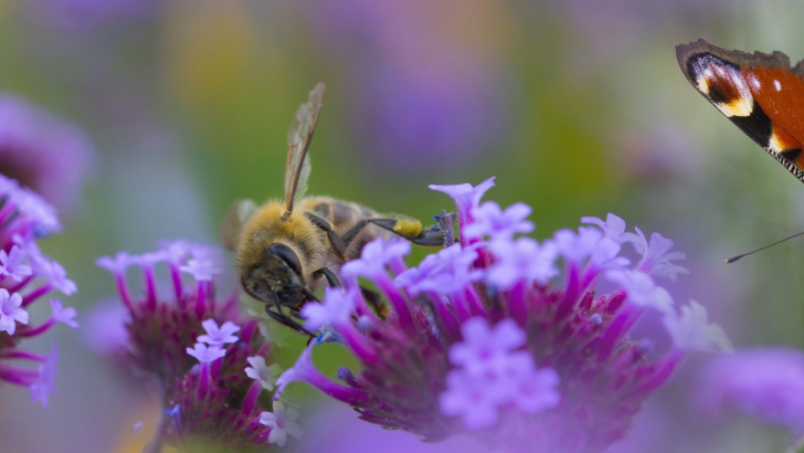 impollinatori e angiosperme 