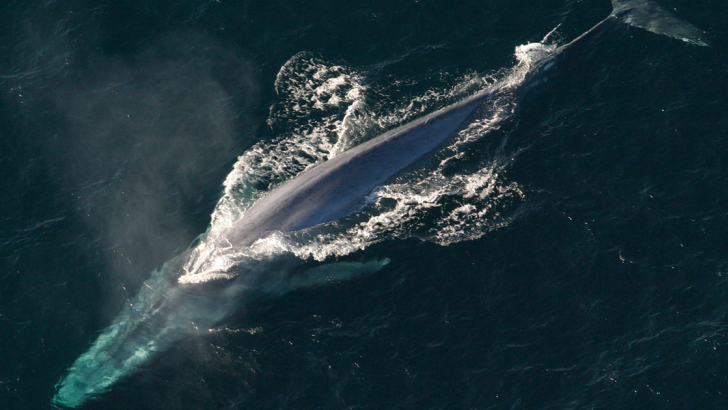 Un esemplare di balenottera azzurra