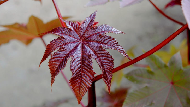 Ricino, foto dall'Orto Botanico di Padova