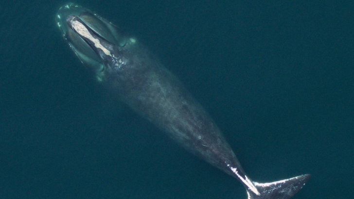 Un esemplare di Eubalaena glacialis