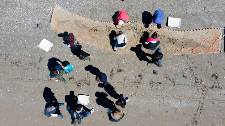 Studentesse e studenti di Biologia marina puliscono la spiaggia di Ca' Roman. Foto: Massimo Pistore