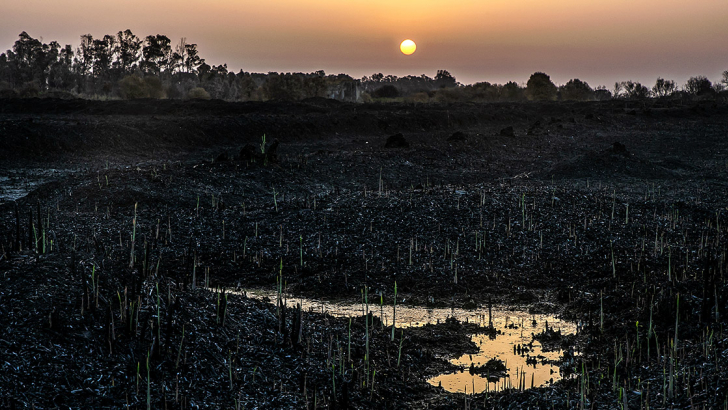 L'oasi del Simeto, in Sicilia, dopo gli incendi dell'estate 2021. Foto: Contrasto