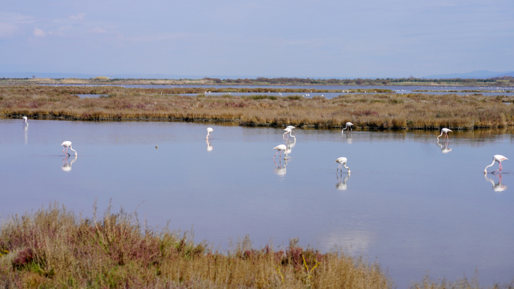 Zona umida dello stagno di S’Ena Arrubia, Oristano, Sardegna - Foto by Giulia Bonelli